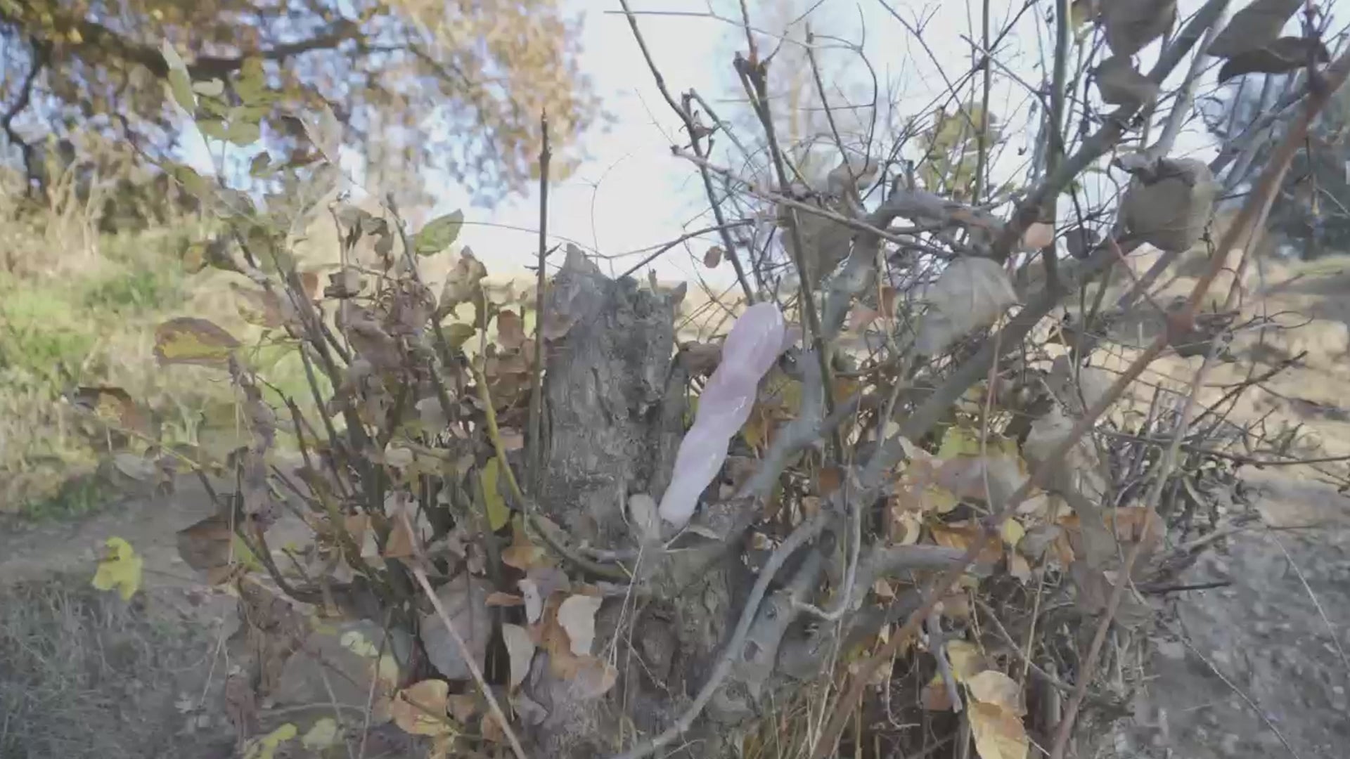Ripplea-crystal-twisted-dildo